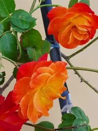 My Orange Rose Brings Me Joy - Dorothy Berry-Lound Blog