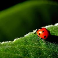 Keep pest problems to a minimum and your garden flourishing without using insecticides or chemicals.