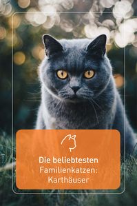 Die eleganten, grauen Karthäuser sind als Familienkatze ruhig und verschmust. Sie mögen weder Hektik noch Lärm und passen deshalb am besten in eine Familie mit älteren Kindern. Die fünf beliebtesten Familienkatzen findest du im Überblick in unserem Fellnasenmagazin: