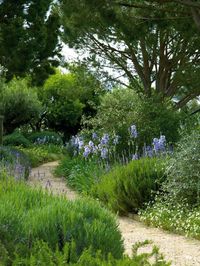 Tipically mediterranean, in white and blue colors (my favourite!) a stunning path to nowhere... Plants easy to grow in sun and dry soil: Erigeron, Teucrium azureum, Lavender, Iris Barbata, Rosemary