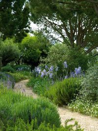 lovely lavender & iris path