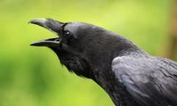 How ravens survive at –50 C | CBC News