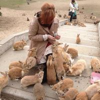 Okunoshima, Japan. "Rabbit Island" so basically there are rabbits everywhere that you can feed and pet and stuff it's overrun by rabbits @Katie Hrubec Thalhamer