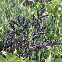 bugbane ‘James Compton’ | Lurie Garden