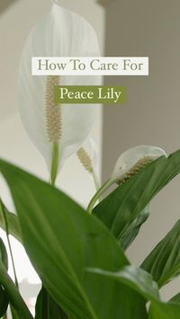 Everything you need to know about caring for a Peace Lily, or Spathiphyllum. We love how Peace Lilies 'communicate' their needs to us through their leaves, making them super easy to care for! They love bright light, but can survive in lower light, they like moist, humid conditions and their leaves will droop drastically when thirsty. #candidegardening #peacelily #peacelilies #houseplant #plantcare #houseplantcare #planttips #plantcaretips #spathiphyllum #floweringplant #indoorplant #flower