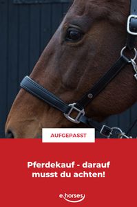 Hättest Du das gewusst? #pferde #pferdekauf #ehorses #gefundenaufehorses