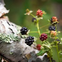 Learn about foraging for wild edible plants including wild berries. Wild berries consist of identifiable favorites like blackberries, raspberries, blueberries, strawberries, cranberries and less familiar varieties such as elderberries, chokecherries, bunchberries, wintergreen and snowberries.