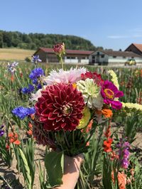 Es steht noch nicht viel auf dem Römerhof in Kloten... Aber Blumen wachsen in aller Pracht - Zum Selberpflücken!