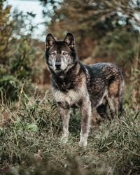 Show some love for Bear, our beautiful and lovable wolf-dog living here at #WolfHollow. Swipe for a bonus photo of Bear being so ready for…
