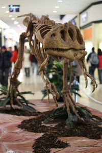 Abelisaurus | Flickr - Photo Sharing!