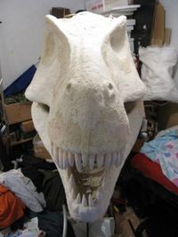 © Nicholas Allen 2012 I naively thought it would take a couple of months to build a 1:1 reconstruction of the head. I was pretty thorough about measuring the T-Rex skull replica in the palaeontological museum in Paris, not touching it, but coming close enough with my tape measure to ensure the security guard kept a careful eye on me. I went twice in fact, to double-check some measurements. So I should have guessed this would be a major project, and not two months of work. It took 14 months to...