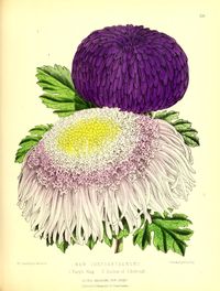 chrysanthemum ...