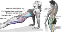 REVERSE PLANK | Strengthens The Core And Lower Body | #plank #reverseplank #abs #lowerbody #strengthtraining #core #bodyweightexercise #fit #fitnes #healthyliving #noexcuses #glutes #obliques #weightfree