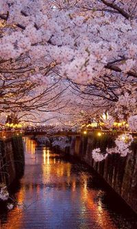Fuimos a París en la primavera. Los árboles estaban cubiertos de color rosa flores de cerezo. Eran muy bonita.