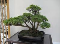 KABUDACHI - 3