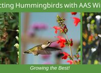All-America Selections | AAS Winners | Best Flower Varieties
