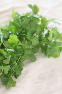 Amplify your cooking with HALDEN by growing your own herbs fresh from the kitchen. Gardening made simple. For more information visit https://haldengarden.com. Cilantro is harvested for its leaves, flowers, and seeds (seeds are known as coriander). This herb adds a light flavor to salsa, marinades, and much more. ‘Santo’ is known for its slow bolting and does better in warm climates than other cilantro types. This plant grows quickly and is best used in succession to allow continual harvests.