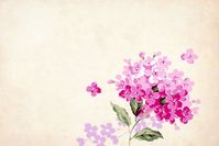 Flower, Floral, Background, Border