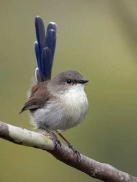 The superb fairy-wren momin Australia that teaches the secret password to her yolks—to the chicks in the eggs. #birds #fairywren