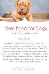 best food to feed your dog