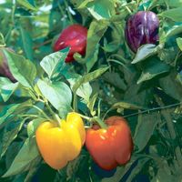How To Grow Bell Peppers Successfully "By August 1, we stop picking the immature green peppers and wait for them to turn their vibrant colors. Let a pepper go to its full color and the texture is smoother and the sugars really develop."