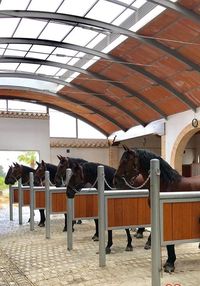 Grooming stalls in Spain with lots of natural light thanks to a large glazed barrel roof #barrelroof #horse #horsebarn