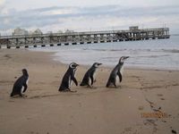 Pinguinos - Punta del Este, Uruguay
