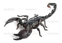 Emperor Scorpion