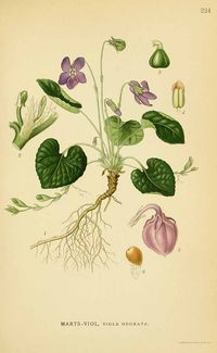 131480 Viola odorata L. / Lindman, C.A.M., Bilder ur Nordens Flora, vol. 2: t. 224 (1922-1926)