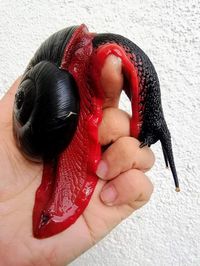 Platymma tweediei, often called the rare (Malaysian) fire snail, is the largest land snail in Peninsular Malaysia, living exclusively in the mountainous forests