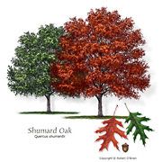Shumard Oak $49.99 / 5 gallon $100 / 7 gallon $135 / 10 gallon