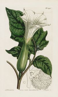 William Curtis Botanical Magazine Antique Prints 1787-1839 Datura