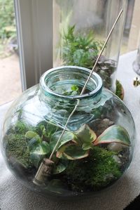 Terrarium Tips