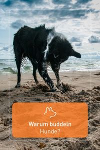 Auf die Frage, warum Hunde buddeln gibt es viele Antworten. In unserem Fellnasen Magazin gehen wir einigen auf den Grund.