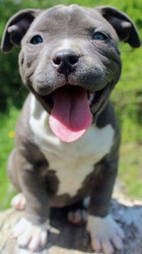 Staffordshire bull terrier puppy