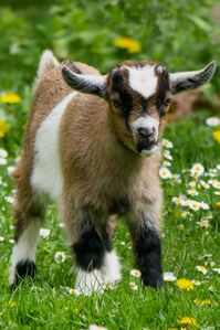 Goat kids require a lot of care when they are young. Make sure you know about their feeding, disbudding, supplements for weak kids, and the attention they need before your kids arrive.
