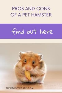 9 Important Things To Know Before Buying A Hamster