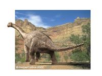 Camarasaurus