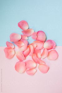 Pink petals on a pastel background by Jovana Rikalo for Stocksy United