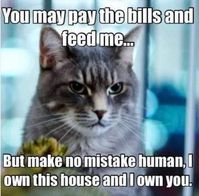 40 Funny Memes Clean - Very Funny Animal Memes
