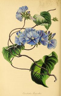 v.6 (1839) - Paxton's magazine of botany, - Biodiversity Heritage Library