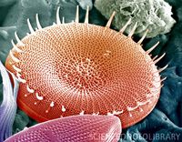 Diatom, a unicellular algae. I love looking at diatoms under the microscope. You can easily see than under 250x magnification