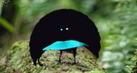l’oiseau de paradis de Vogelkop. - au plumage d'un noir absolu.