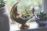 moon planter