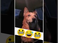 SCARED DOG! - ECOSenpai