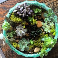 Succulent Terrarium with reindeer moss #wcdfhome #terrarium #mywestelm #homedecor