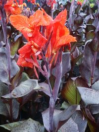 Canna Black Tropicana
