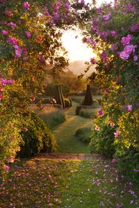 PETTIFERS, OXFORDSHIRE: DAWN LIGHT HITS THE PARTERRE FRAMED BY ROSE ARBOUR
