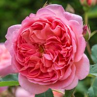 Buy Boscobel from David Austin with a 5 year guarantee and expert aftercare.