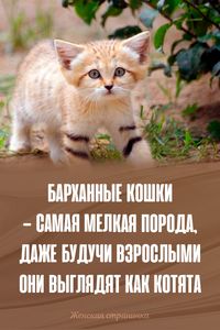 #барханные #кошки #животные